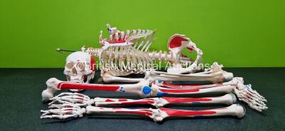 Anatomical Human Skeleton Medical Model *Incomplete*