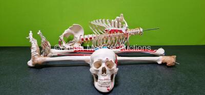 Anatomical Human Skeleton Medical Model *Incomplete*