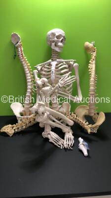 Job Lot of Physiotherapy Teaching Aids Including 1 x Skeleton and 3 x Spines