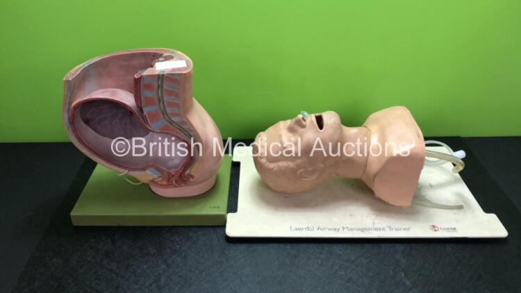 Laerdal Airway Management Training Device and 1 x Abdominal Teaching Model