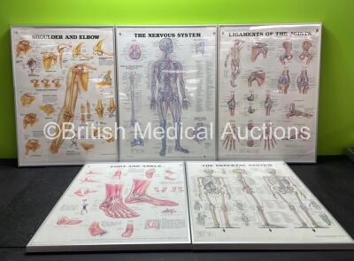 5 x Anatomical Charts