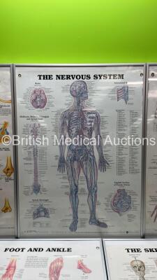 5 x Anatomical Charts - 3