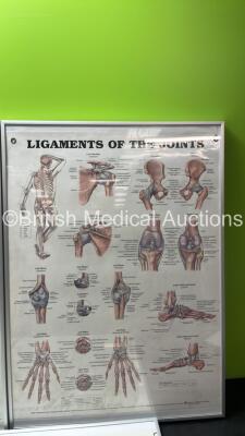 5 x Anatomical Charts - 4