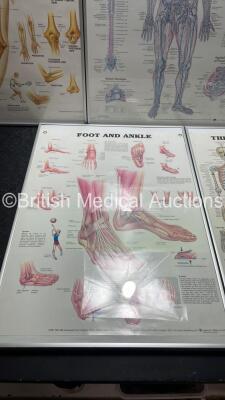 5 x Anatomical Charts - 5