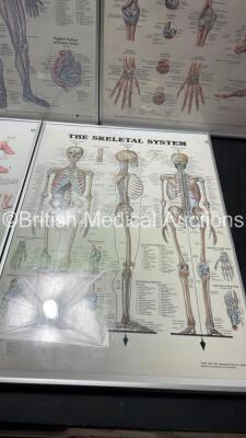 5 x Anatomical Charts - 6